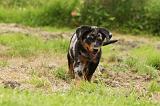 BEAUCERON - PUPPIES 291